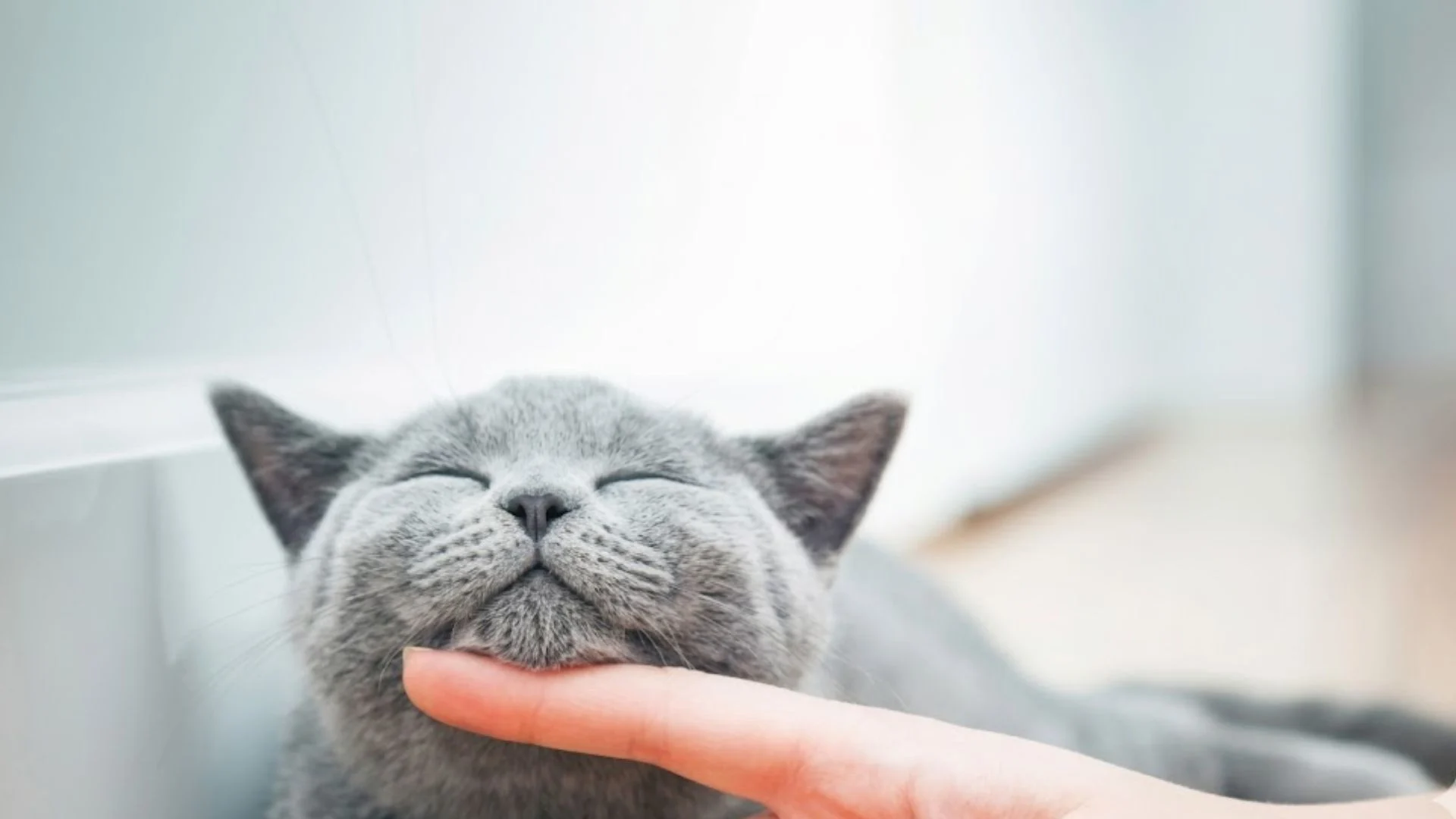 Banfield Pet Hospital